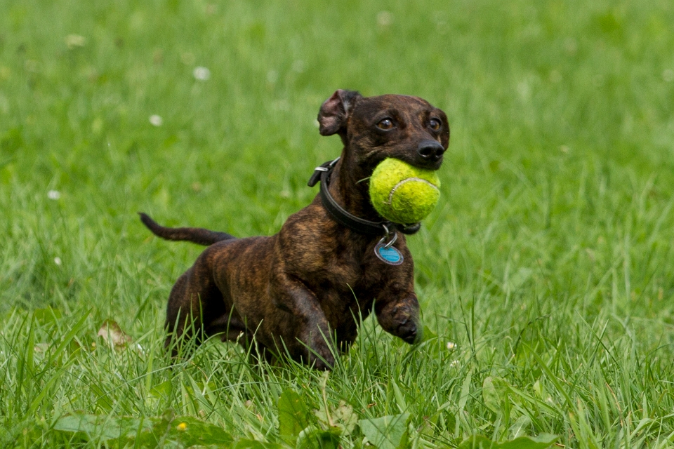 Hunde aus der Nachbarschaft